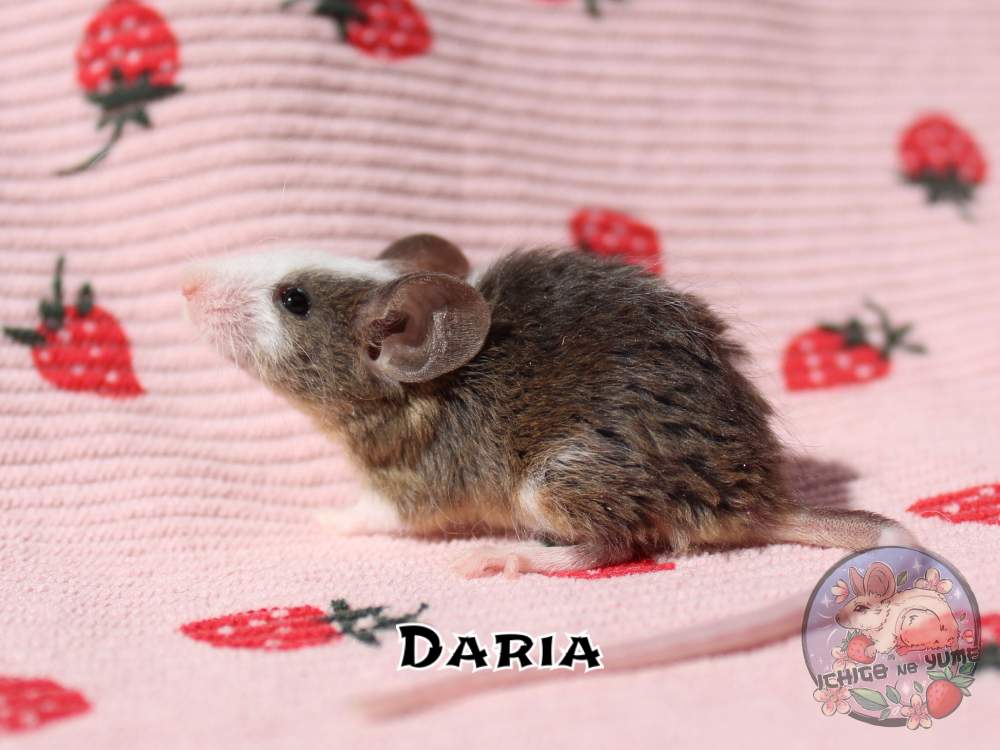 Fancy mouse Breeder Mus musculus 
