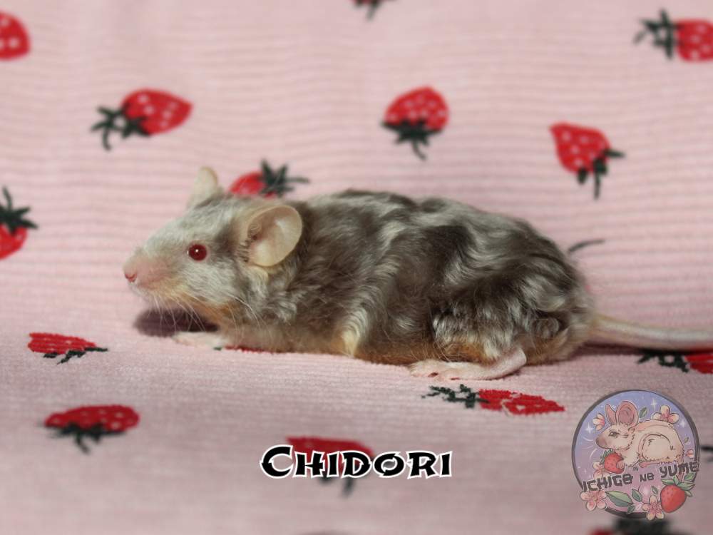 Fancy mouse Pet only Mus musculus 
