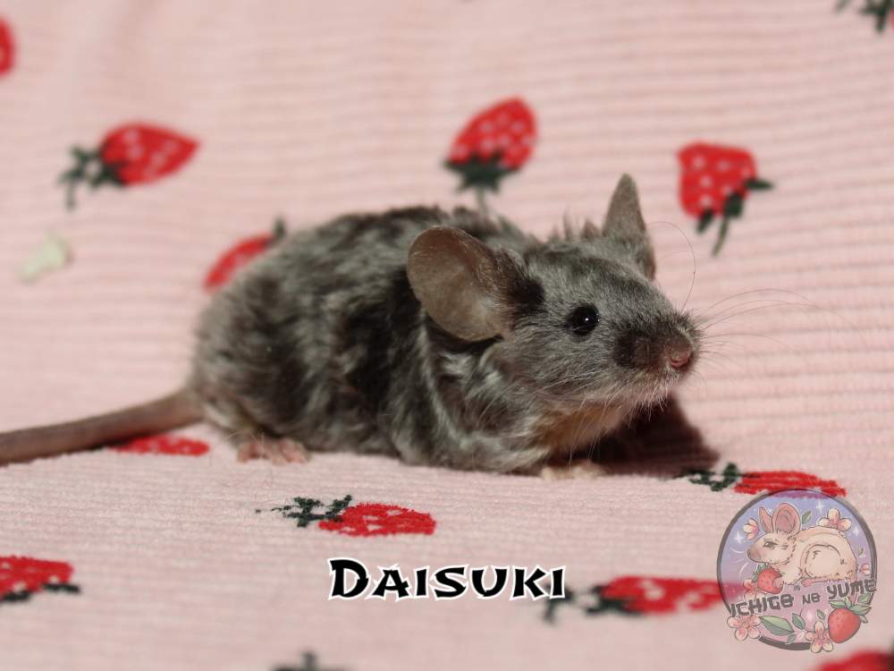 Fancy mouse Breeder Mus musculus 