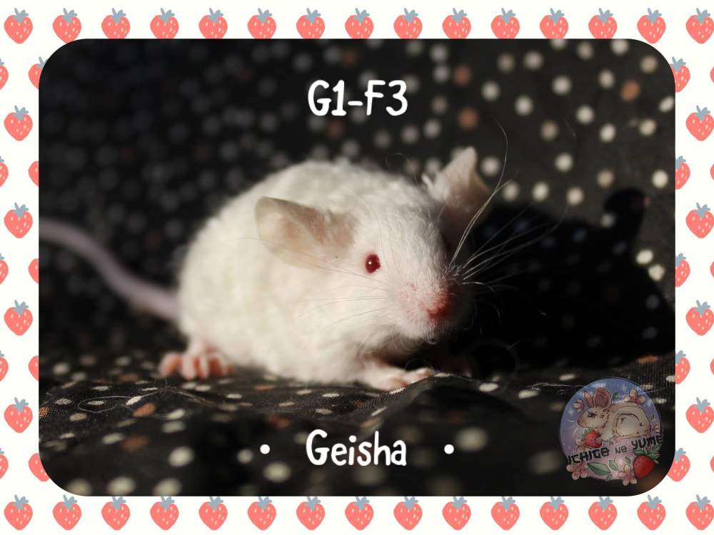 Fancy mouse Pet only Mus musculus 