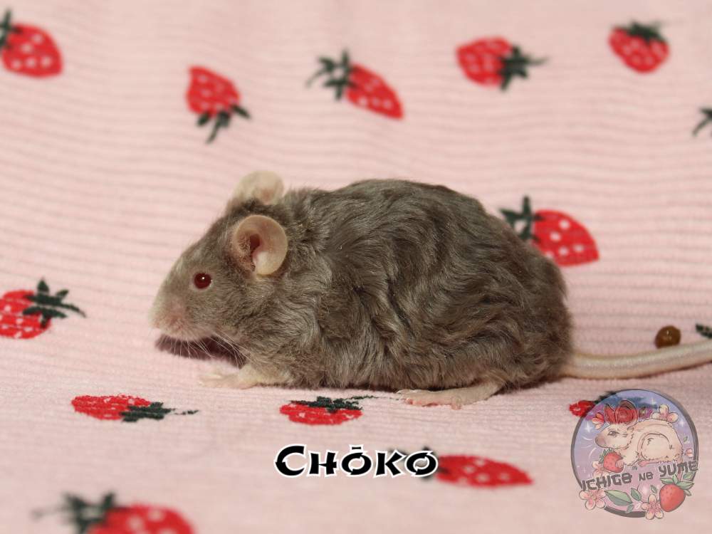 Fancy mouse Breeder Mus musculus 