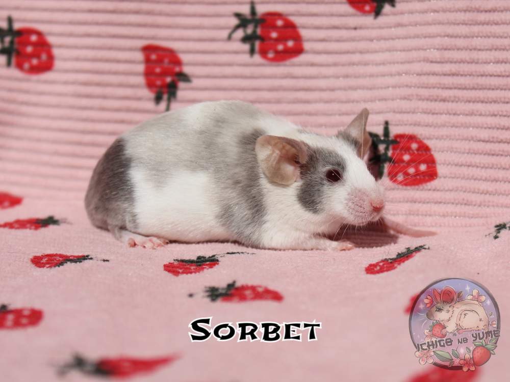 Fancy mouse Pet only Mus musculus 