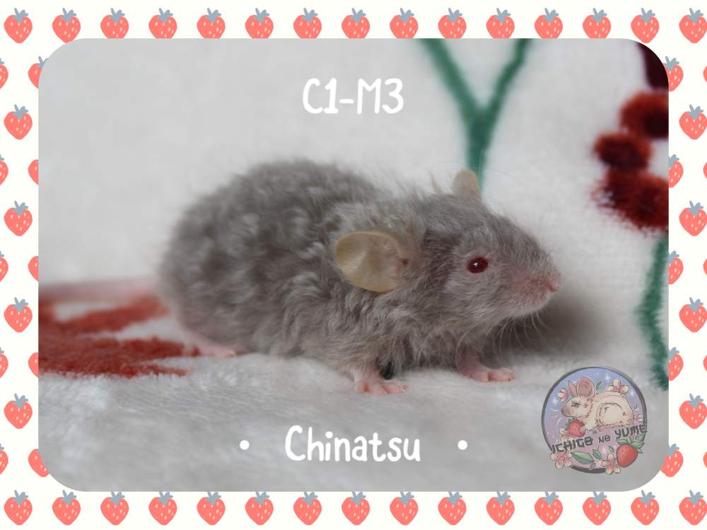 Fancy mouse Pet only Mus musculus 