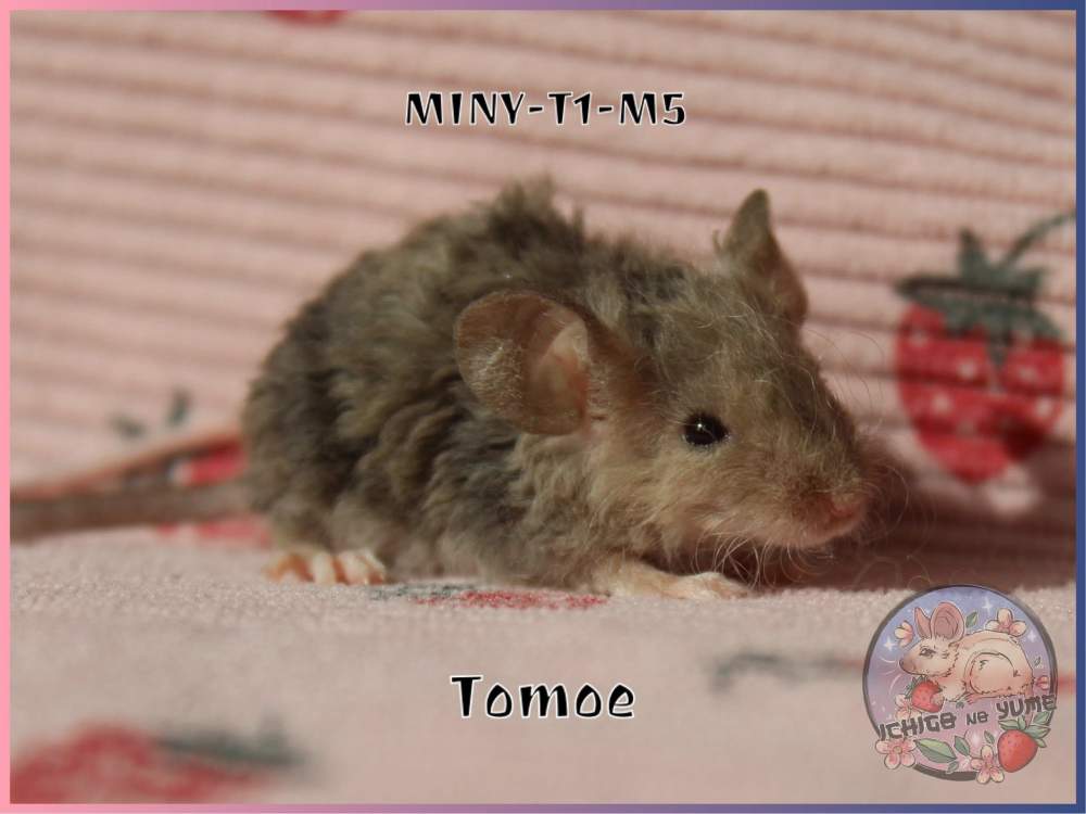 Fancy mouse Pet only Mus musculus 