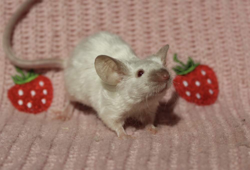 Fancy mouse Owned by other Mus musculus 