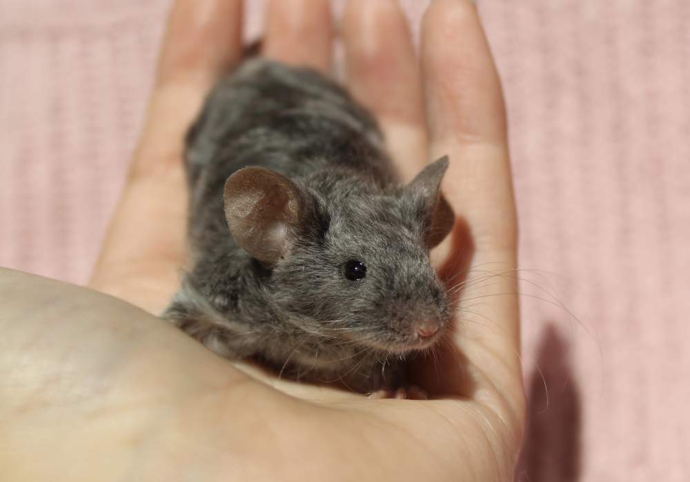 Fancy mouse Breeder Mus musculus 