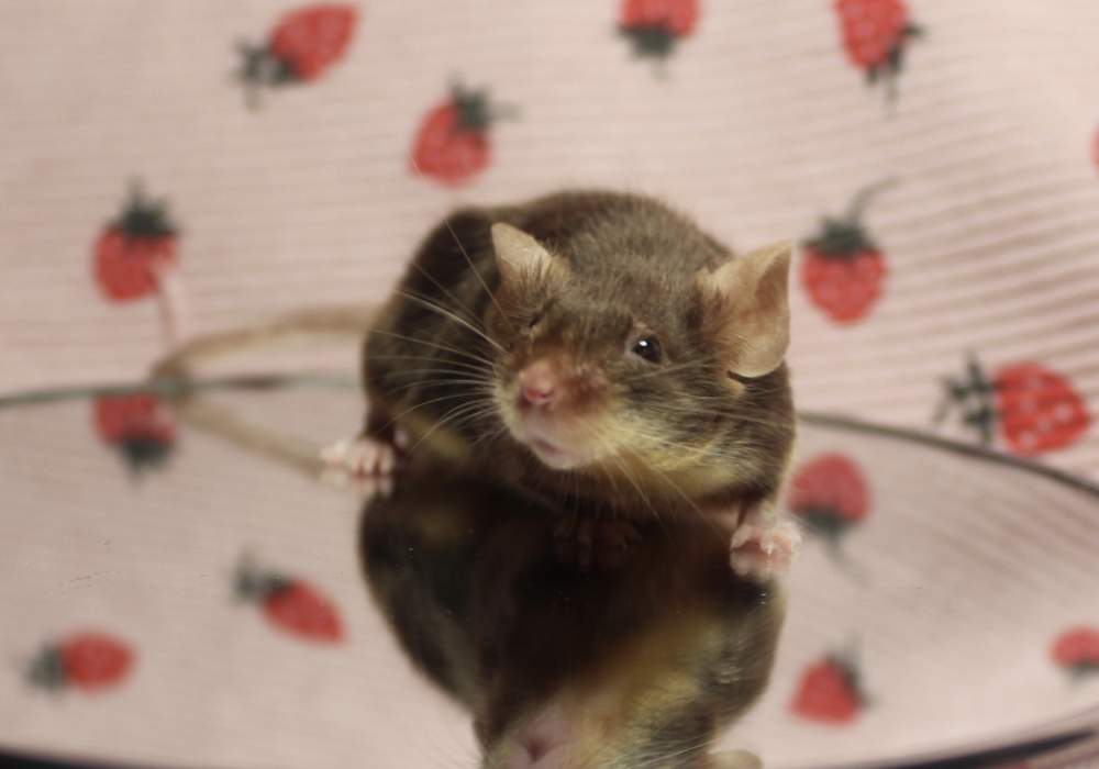 Fancy mouse Retired Mus musculus 