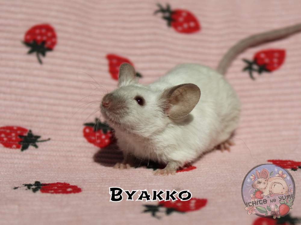 Fancy mouse Breeder Mus musculus 