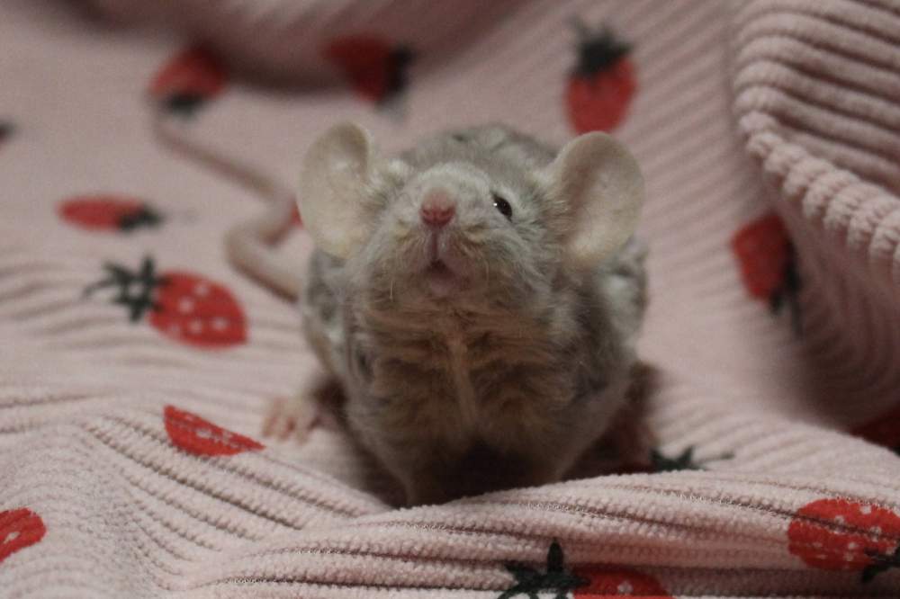 Fancy mouse Breeder Mus musculus 