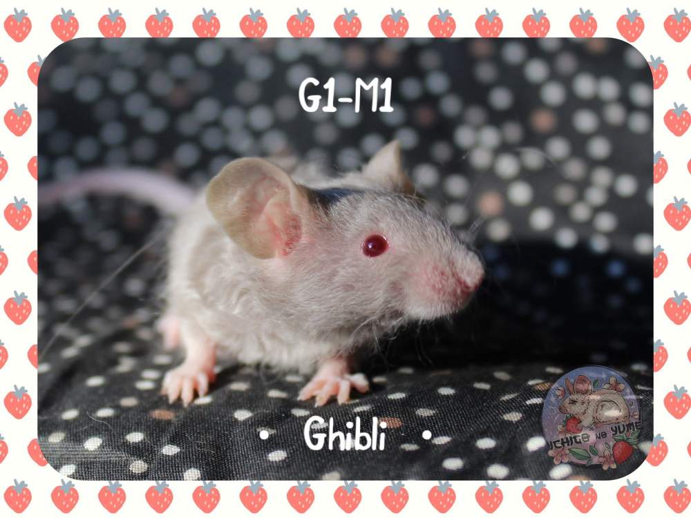 Fancy mouse Breeder Mus musculus 