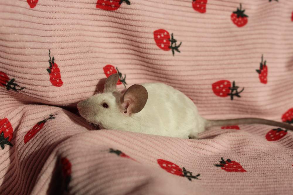 Fancy mouse Breeder Mus musculus 
