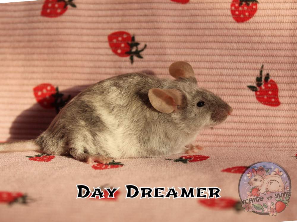 Fancy mouse Breeder Mus musculus 