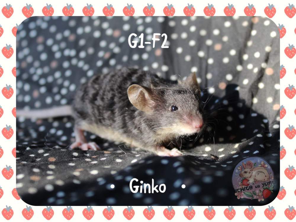 Fancy mouse Pet only Mus musculus 