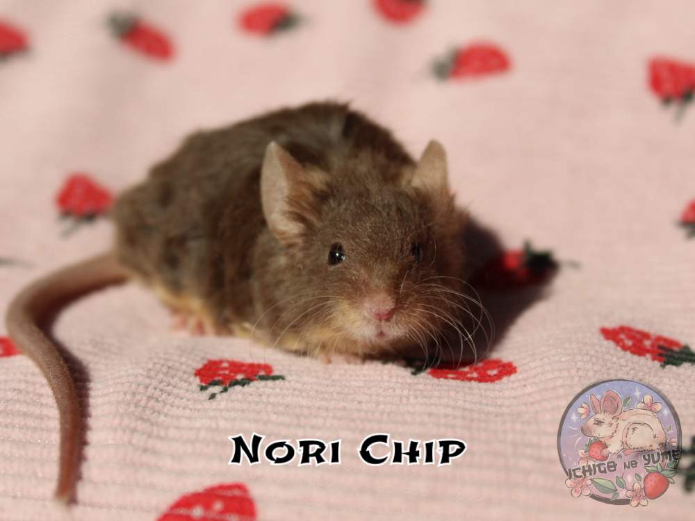 Fancy mouse Breeder Mus musculus 