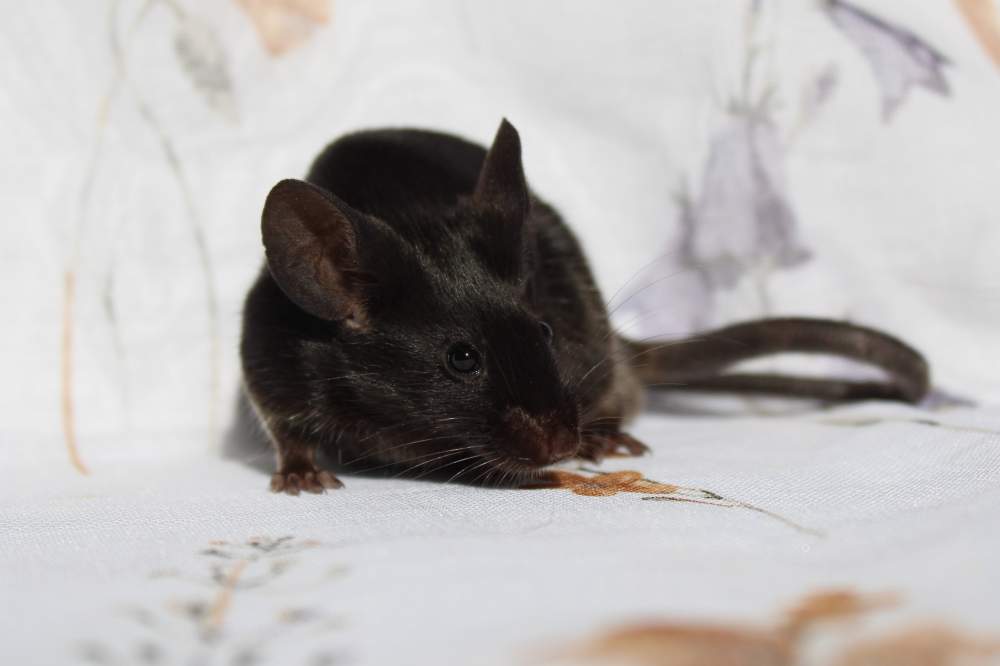 Fancy mouse Breeder Mus musculus 