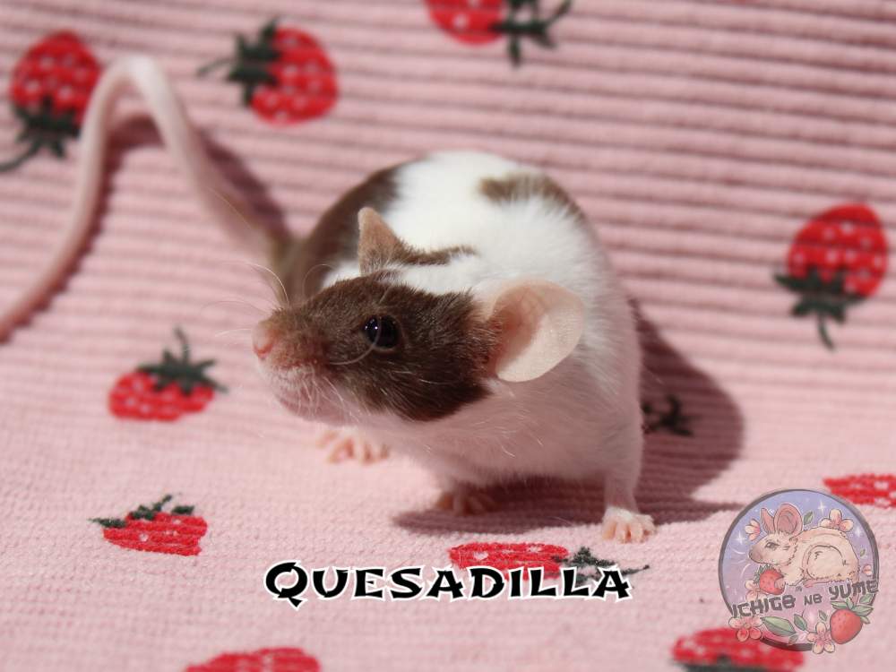 Fancy mouse Breeder Mus musculus 