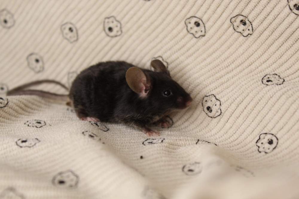 Fancy mouse Pet only Mus musculus 