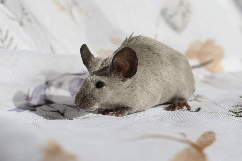 Fancy mouse Breeder Mus musculus 