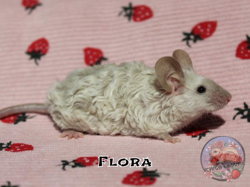Fancy mouse Breeder Mus musculus 