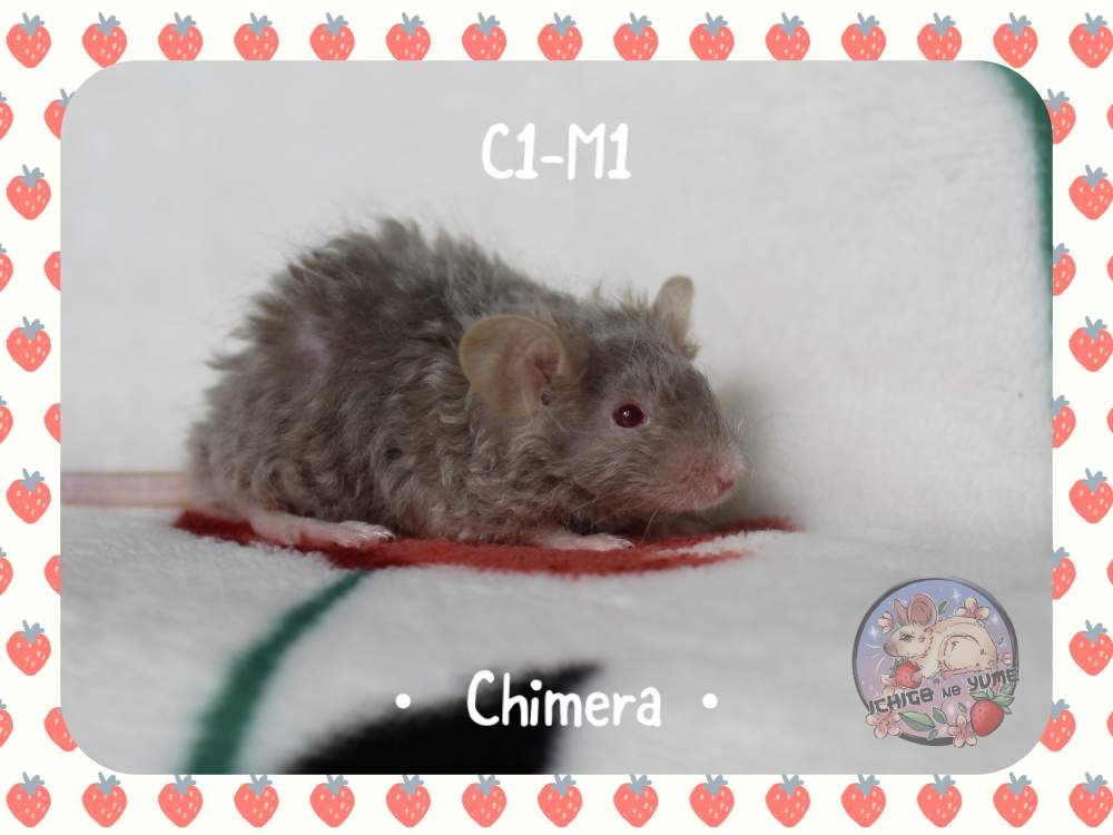 Fancy mouse Pet only Mus musculus 