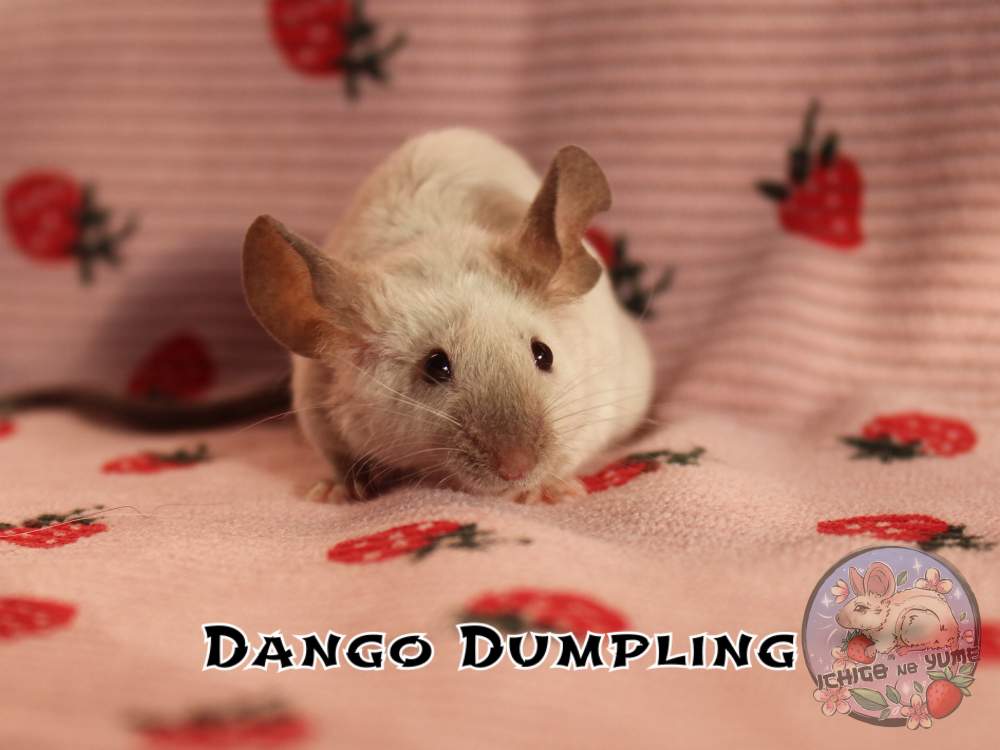 Fancy mouse Breeder Mus musculus 