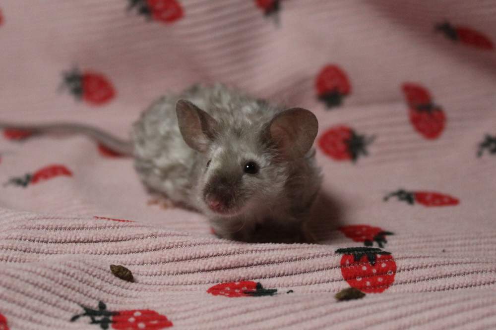 Fancy mouse Breeder Mus musculus 