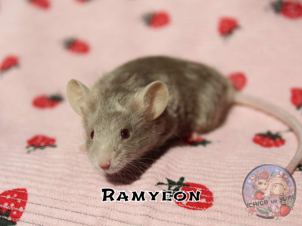 Fancy mouse Pet only Mus musculus 