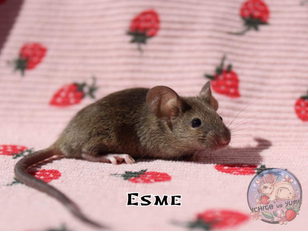 Fancy mouse Breeder Mus musculus 