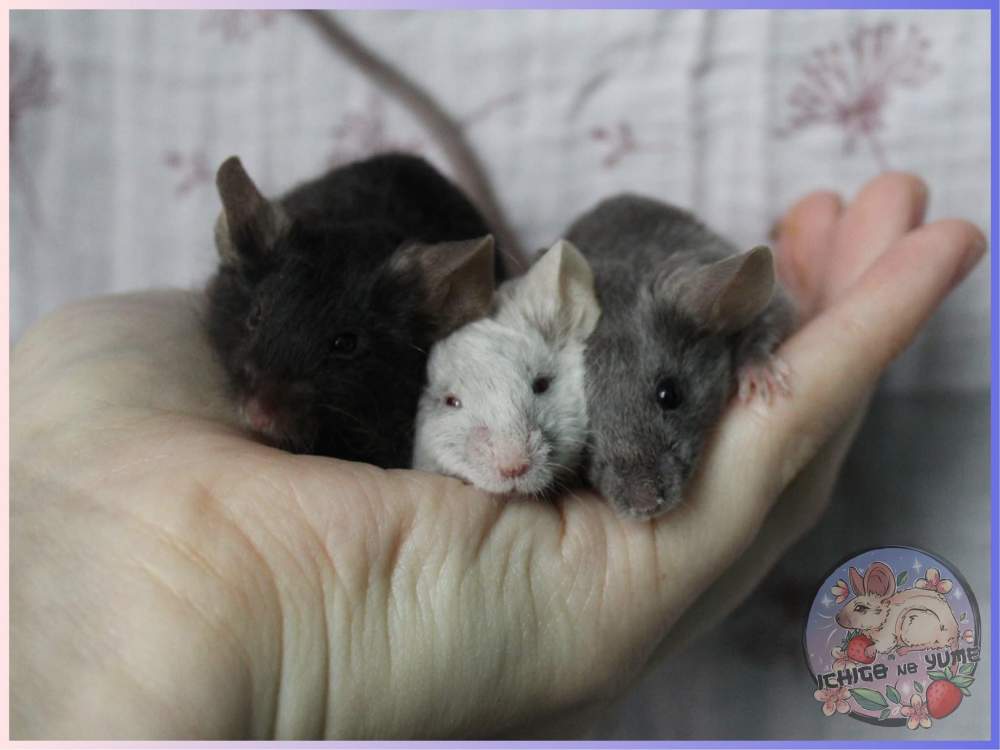Fancy mouse Pet only Mus musculus 