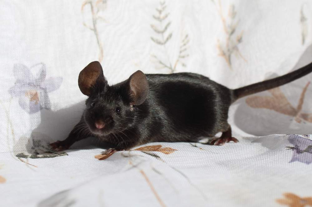 Fancy mouse Breeder Mus musculus 
