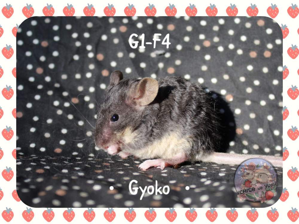 Fancy mouse Pet only Mus musculus 