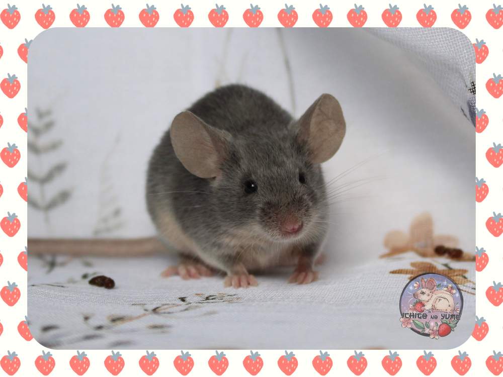 Fancy mouse Retired Mus musculus 