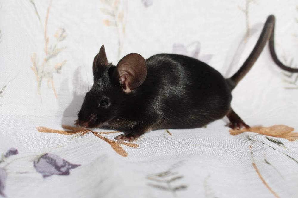 Fancy mouse Breeder Mus musculus 