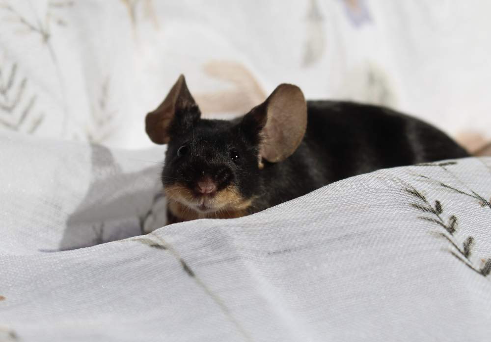 Fancy mouse Breeder Mus musculus 