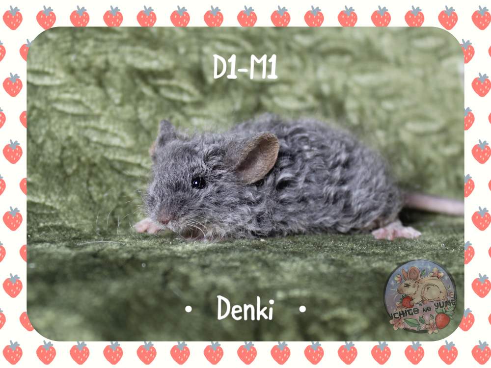 Fancy mouse Pet only Mus musculus 
