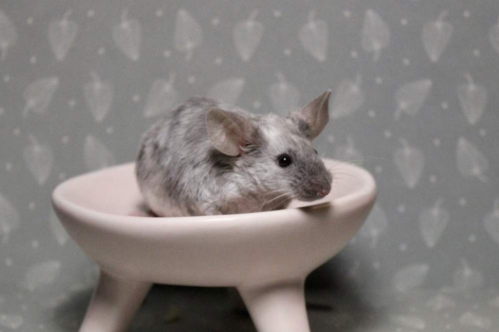 Fancy mouse Breeder Mus musculus 
