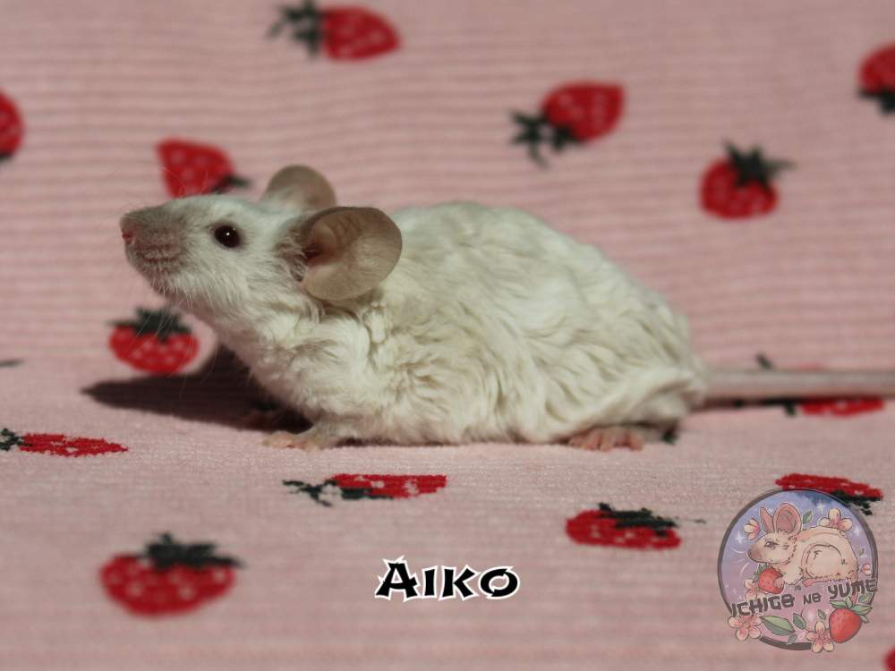 Fancy mouse Breeder Mus musculus 
