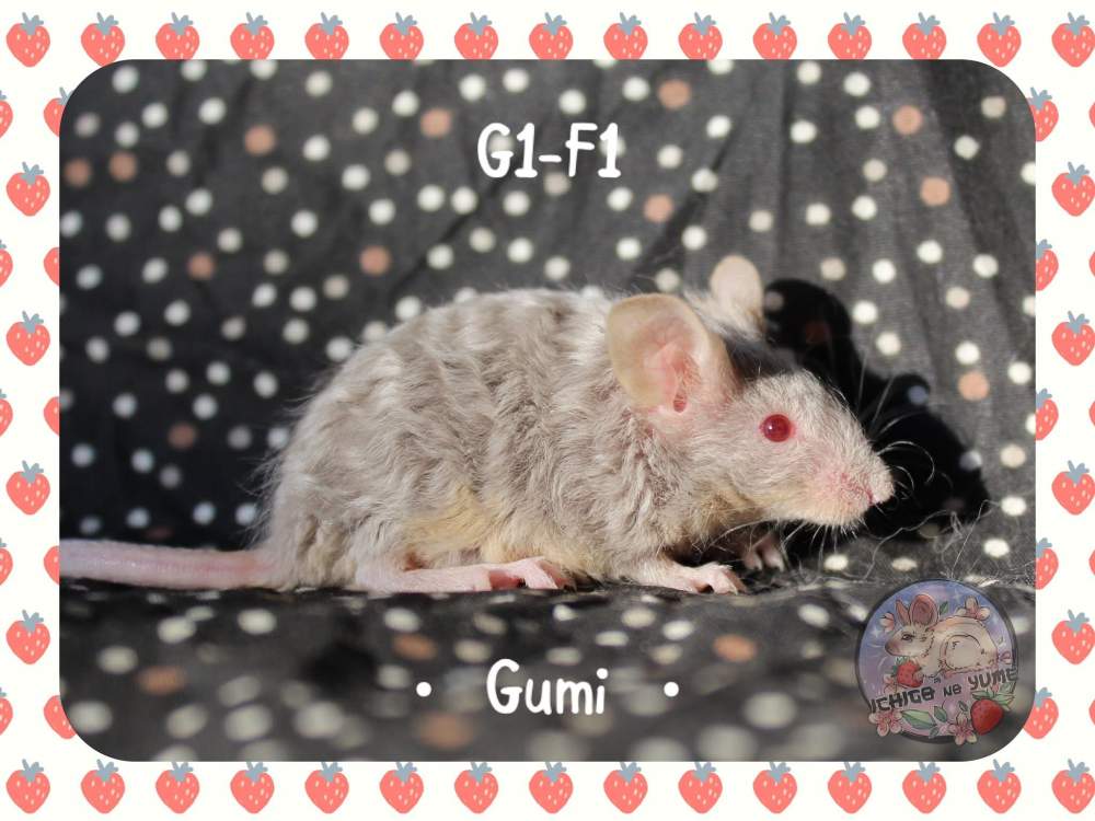 Fancy mouse Breeder Mus musculus 