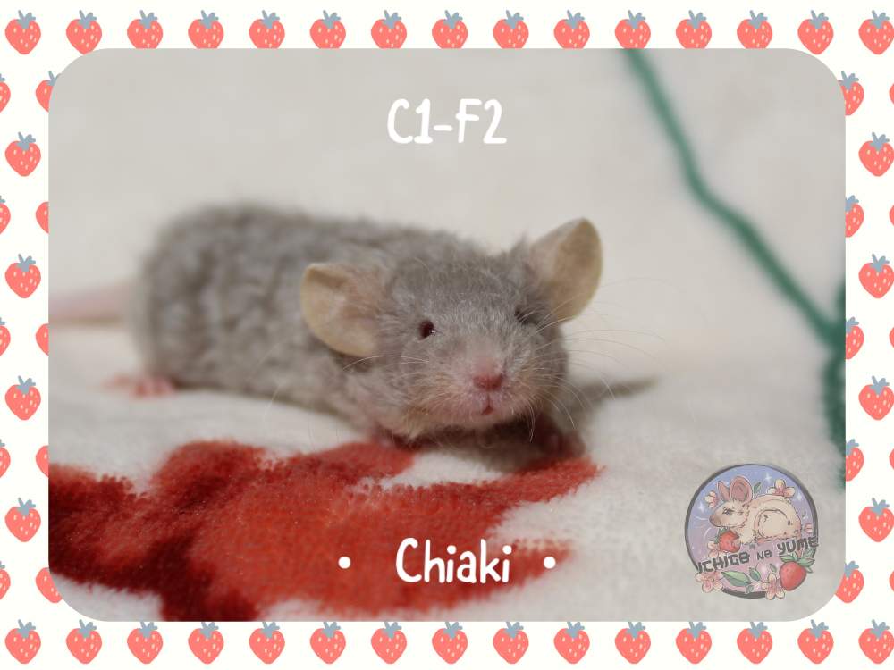 Fancy mouse Pet only Mus musculus 