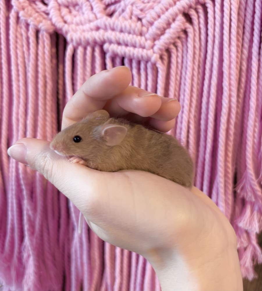 Fancy mouse Breeder Mus musculus 