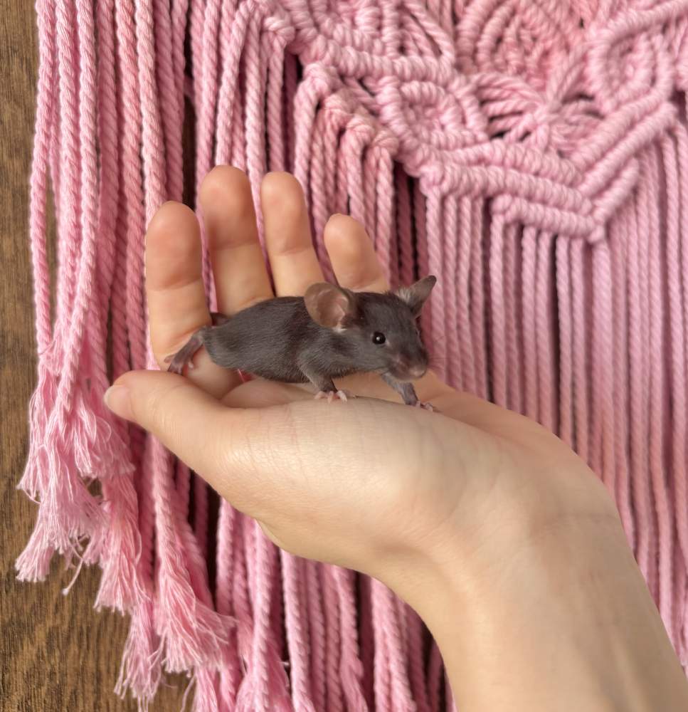 Fancy mouse Breeder Mus musculus 