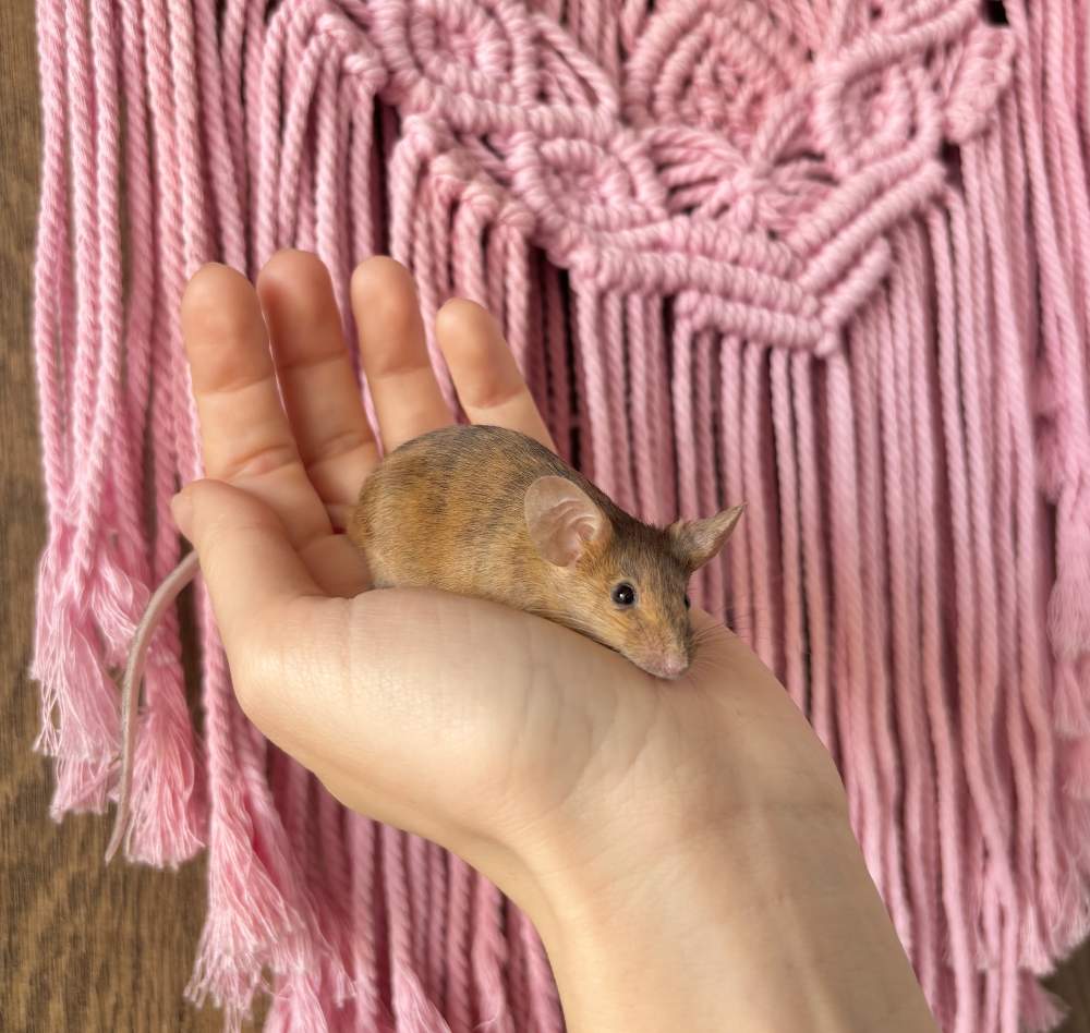 Fancy mouse Breeder Mus musculus 