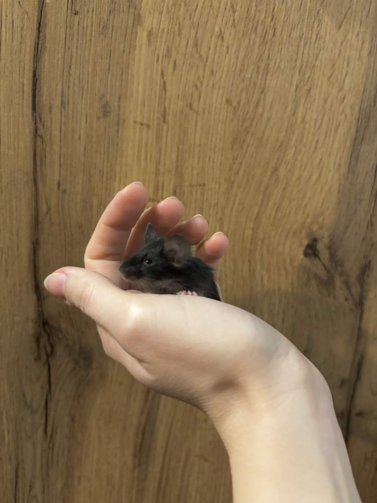 Fancy mouse Breeder Mus musculus 