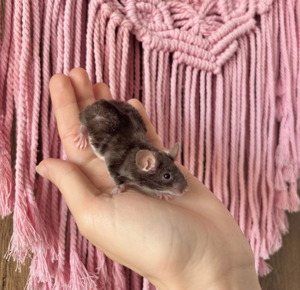 Fancy mouse Breeder Mus musculus 
