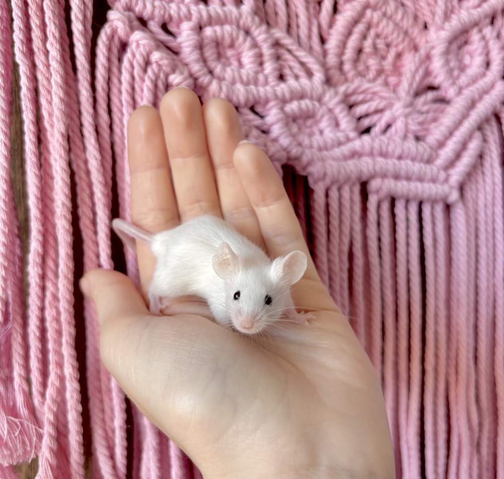 Fancy mouse Pet only Mus musculus 