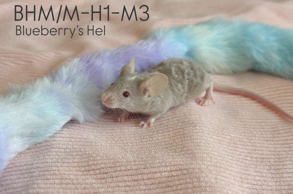 Fancy mouse Pet only Mus musculus 