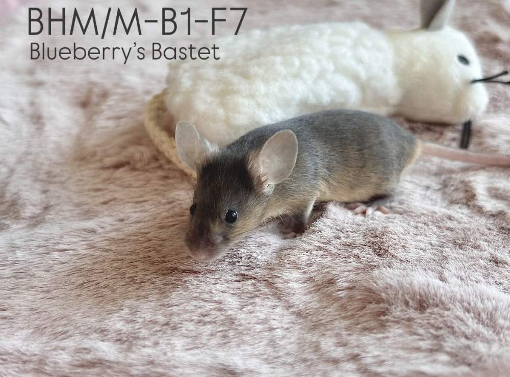 Fancy mouse Pet only Mus musculus 