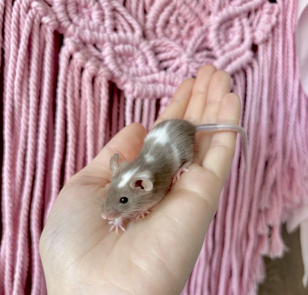 Fancy mouse Pet only Mus musculus 