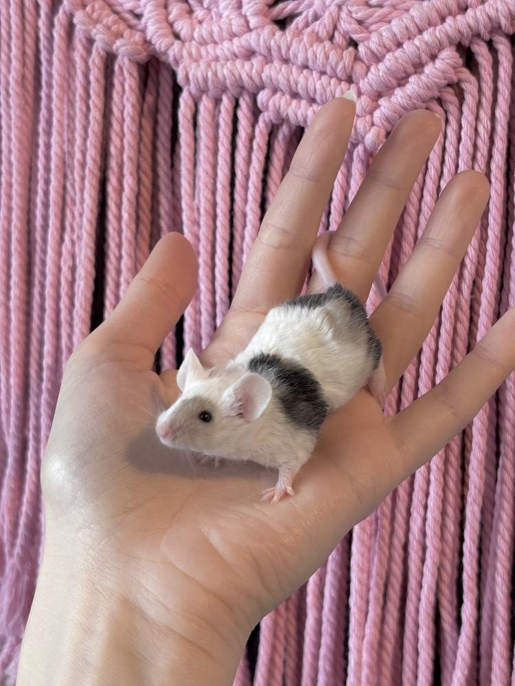Fancy mouse Pet only Mus musculus 