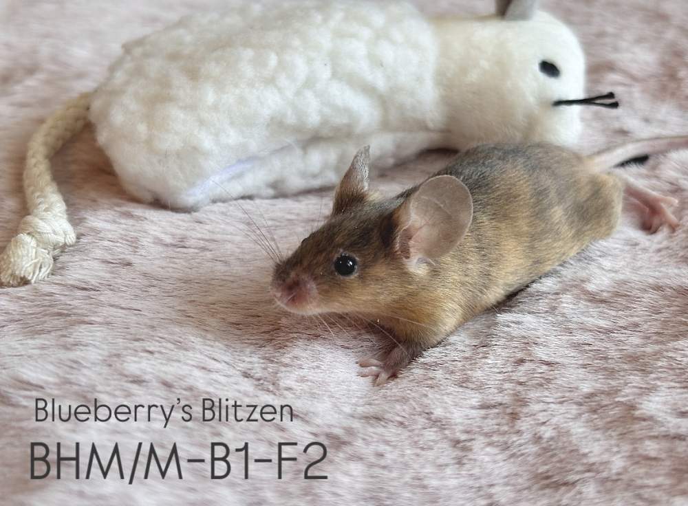 Fancy mouse Pet only Mus musculus 